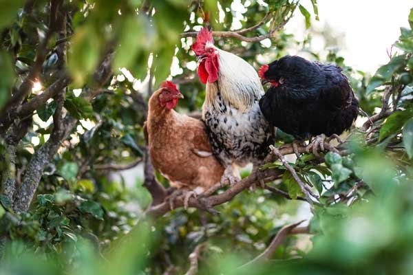 Portugal_June2017-164_optim